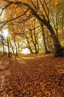 Woman wanders. Bright autumn forest with large trees along a sunny hiking trail. Golden leaves
