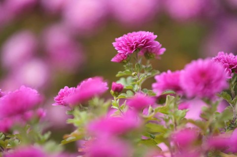Chrysanthemums (Chrysanthemum), garden, Stuttgart, Baden-Württemberg, Germany