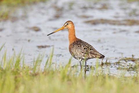 Greenpike (Limosa limosa) runs in shallow water in a moor, snipe birds, wildlife, nature