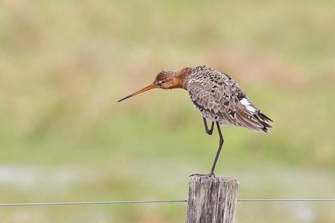 Blacktail (Limosa limosa), sitting room, on a fence post, snipe birds, wildlife, nature