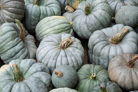 Pumpkins, nutmeg pumpkins, North Rhine-Westphalia, Germany