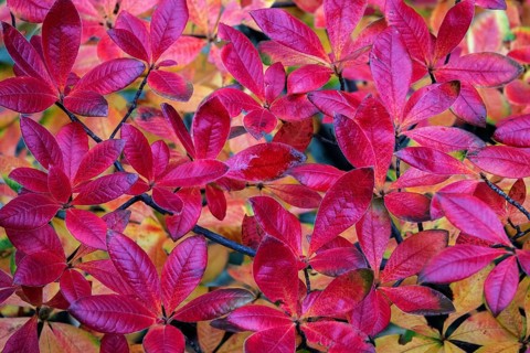 Azalea (Azalea), red colored autumn leaves, autumn colors, Baden-Württemberg, Germany