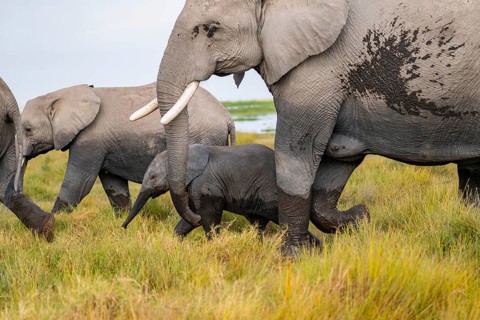 African elephant (Loxodonta africana), herd, dam with young in Longinye Swamp, Amboseli National
