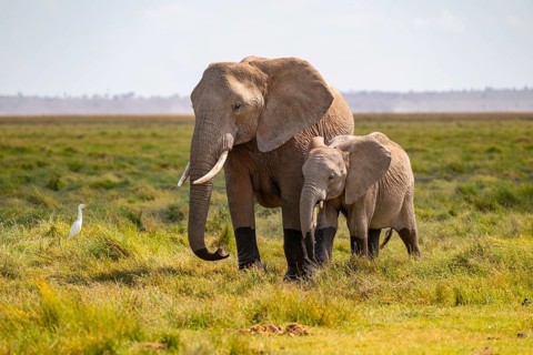 African elephant (Loxodonta africana), mother and young animal, Amboseli National Park, Rift Valley