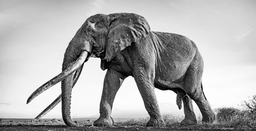 African elephant (Loxodonta africana), the famous Super Tusker elephant Craig, old bull elephant