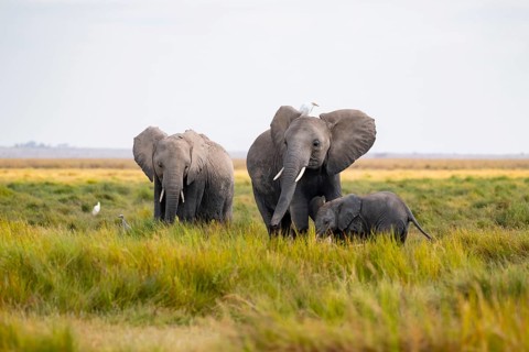 African elephant (Loxodonta africana), group with young animal in Longinye swamp with cow herons