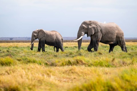 African elephant (Loxodonta africana), two animals in Longinye swamp with herons (Bubulcus ibis),