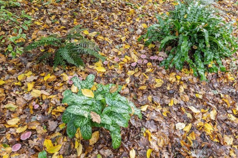 Italian arum stick (Arum italicum Pictum), Emsland, Lower Saxony, Germany