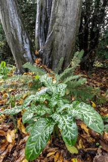 Italian arum stick (Arum italicum Pictum), Emsland, Lower Saxony, Germany