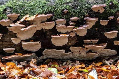 Hardwood resin porling (Ischnoderma resinosum), Emsland, Lower Saxony, Germany