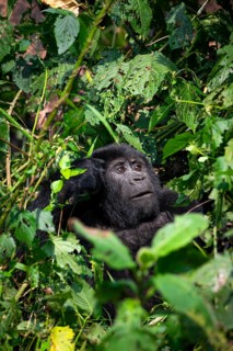 Mountain gorilla (Gorilla beringei beringei), among leaves, Bwindi Impenetrable Forest, Uganda