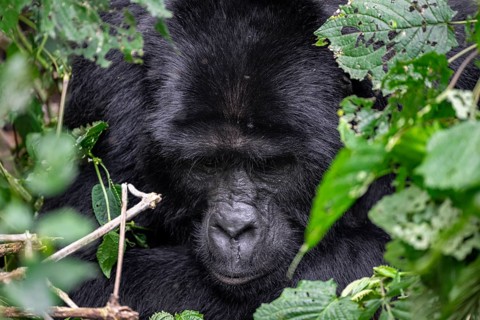 Mountain gorilla (Gorilla beringei beringei), between leaves, animal portrait, Bwindi Impenetrable