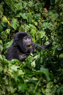 Mountain gorilla (Gorilla beringei beringei), eating leaves, Bwindi Impenetrable Forest, Uganda