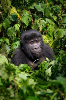 Mountain gorilla (Gorilla beringei beringei), between leaves, animal portrait, Bwindi Impenetrable