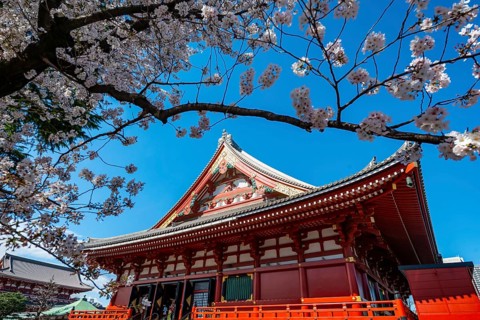 Cherry Blossoms and Red Temple, Buddhist Temple Complex, Japanese Cherry Blossom, Asakusa Shrine or