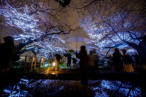People walking under blooming illuminated cherry trees at night, Japanese cherry blossoms in