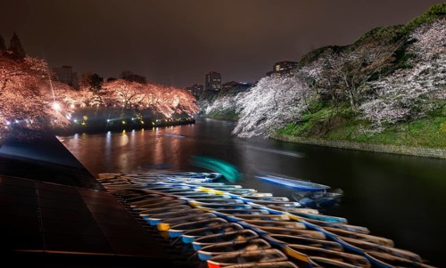 Rowing boats on Chidorigafuchi Canal, illuminated cherry trees blooming on the shore at night,