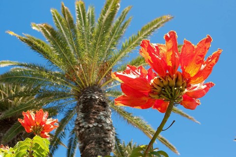 In front, red petals of African tulip tree (Spathodea campanulata) in the background green crown of