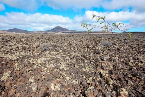 Lava landscape with lava rock volcanic rock from cold lava, on the right young tree bush with thin