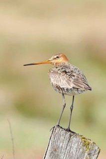 Blacktail (Limosa limosa), sitting room, on a fence post, snipe birds, wildlife, nature
