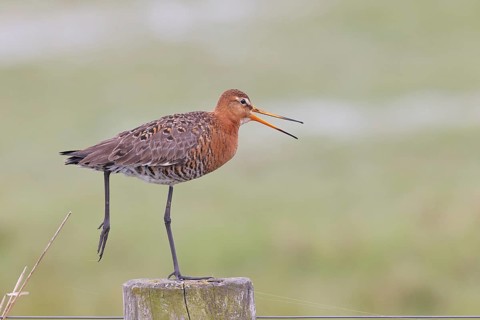 Blacktail (Limosa limosa), calling to sitting room, on a fence post, snipe birds, wildlife, nature