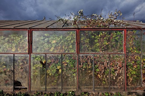 Abandoned greenhouse of a nursery, interior completely overgrown, Lost Place, Düsseldorf, North