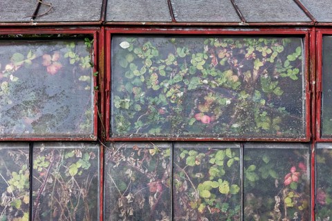 Abandoned greenhouse of a nursery, view of the completely overgrown interior, Lost Place,