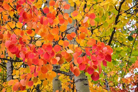 Aspen, (Populus tremula) in an urban park in Augsburg, administrative district of Swabia, Bavaria,