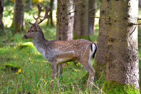 Fallow deer with magnificent antler shovels (Dama dama) in autumn forest in Bavaria, Germany