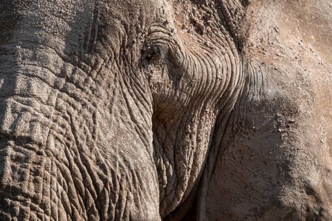 African elephant (Loxodonta africana) detail with eye, animal portrait, the famous Super Tusker