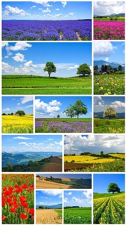 Collage of spring and summer landscapes, blooming flowers, green meadows and trees, hilly landscape
