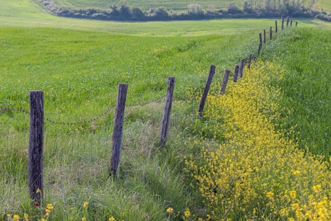Pasture fence between meadows and fields, Tuscany, Italy