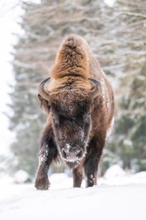 European bison (Bison bonasus) or Wisent walking on a meadow next to the forest in winter, snow,