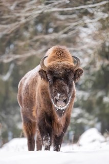 European bison (Bison bonasus) or Wisent standing on a meadow next to the forest in winter, snow,