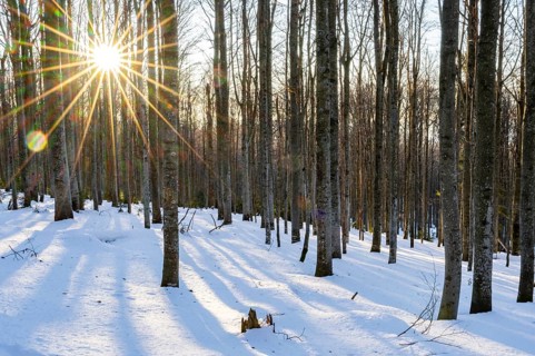 European beech or common beech (Fagus sylvatica) with the moring sun coming through the trees in