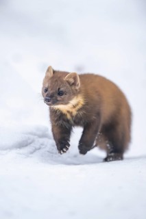 European pine marten (Martes martes) running in the snow in winter, National Park Bavarian Forest,