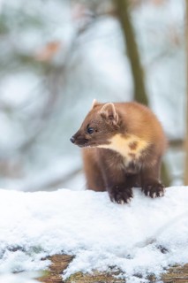 European pine marten (Martes martes) standing in the snow in winter, National Park Bavarian Forest,