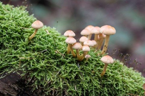 Sulphur Tuft (Hypholoma fasciculare), Emsland, Lower Saxony, Germany