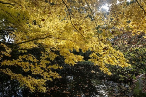 Japanese Japanese maple (Acer palmatum Sangu-Kaku) in autumn leaves, Emsland, Lower Saxony, Germany