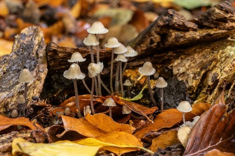 Helmlinge (Mycena), Emsland, Lower Saxony, Germany