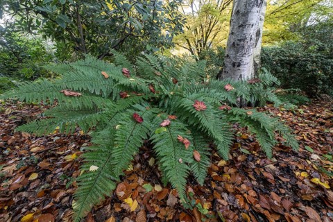 Fern (Polystichum), Birch (Betula pendula), Rhododendron (Rhododendron) and Japanese Maple (Acer
