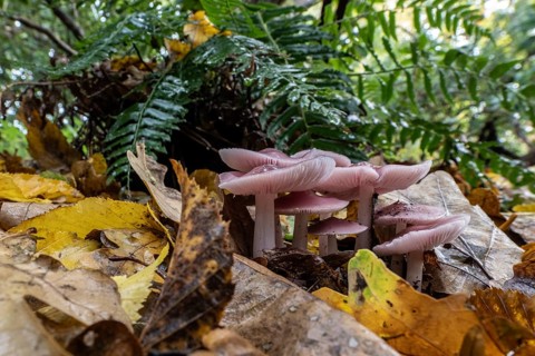 Dwarf paint funnels (Laccaria tortilis), Emsland, Lower Saxony, Germany