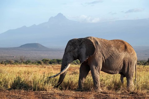 African elephant (Loxodonta africana) in picturesque landscape with the summit of Mount Meru, the