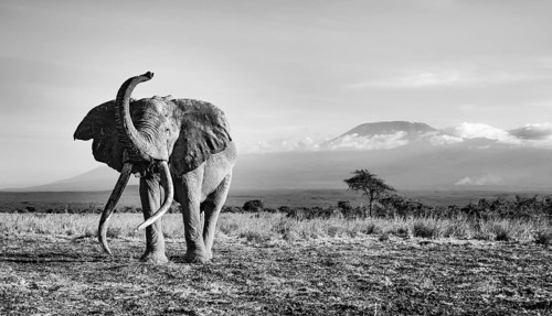 African elephant (Loxodonta africana) in picturesque landscape with the summit of Mount
