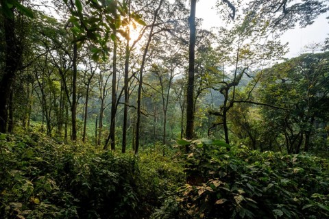 Dense vegetation in mountain rain forest, sun star, primeval forest, Bwindi Impenetrable Forest,