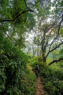 Tourist guide on hiking trail through dense vegetation in tropical mountain rainforest, primeval