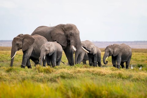 African elephant (Loxodonta africana), herd with heron (Bubulcus ibis), Longinye swamp, Amboseli