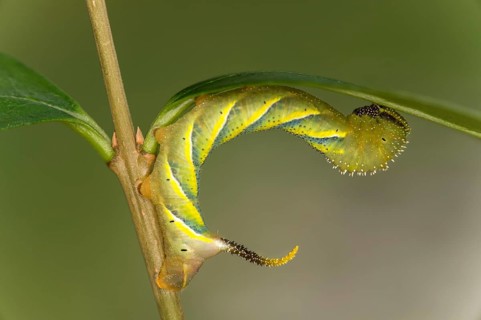 Caterpillar of the skull flock (Acherontia atropos) in development stage L3 stage, Valais,