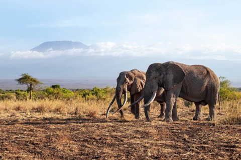Two African elephants (Loxodonta africana) in a picturesque savanna landscape with the summit of