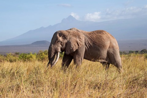 African elephant (Loxodonta africana) in picturesque savanna landscape with the summit of Mount